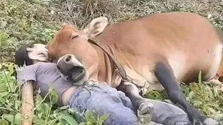 Nothing Can Prepare You For This Love Between Animal and Human!