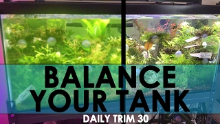 HOW TO BALANCE YOUR TANK 🌱💧| DAILY TRIM 30