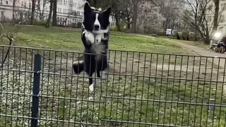 Teaching Parkour to your dog?