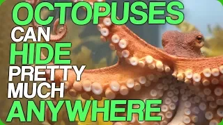 Octopuses Can Hide Pretty Much Anywhere (How Sea Creatures Will Take Over the World)