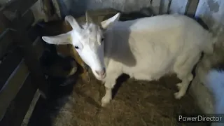 Козы🐐🐐🐐🐐(по просьбе моих любимых зрителей)