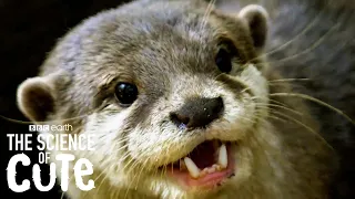 Otters Have A Favourite Rock Which They LOVE To Play With! | BBC Earth Kids