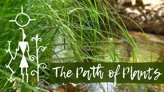 The Path of Plants || Wilderness Therapy at Anasazi Foundation