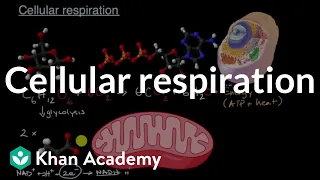 Cellular respiration | The flow of energy and matter | High school biology | Khan Academy