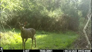 April 2024 Southwest Corner Video #2 Trailcam Highlights