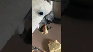 Cockatoo enjoys biggest sandwich of his life, then gets his beak and foot wiped off.  Awww...  😊