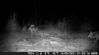 Wolven in de nacht Noord Veluwe