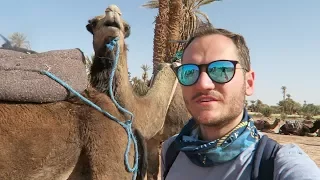 Riding Camels through the Sahara