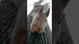 Белочка кушает орешек / Squirrel eats a nut