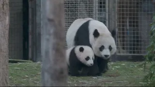 Pandapalooza impacted by Coastal Storm