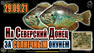 Солнечный окунь на Донце 29.09.2021! Русская рыбалка 4! Солнечный окунь!  Северский Донец! РР4!