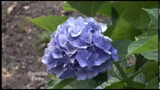 Fall Hydrangea Care