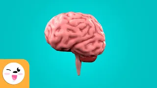 O cérebro para crianças - O que é e como funciona?
