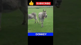 Donkey || Donkey Sound || #shorts #donkey #trending #viral