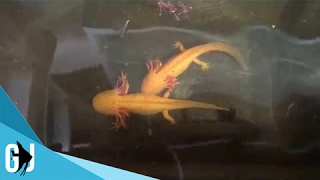 #457: Feeding Adult Axolotls - Update Monday