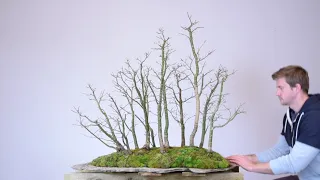 Maple Forest Bonsai | Small Changes for Long-term Effect