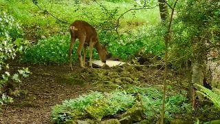 Roe Deer, Broken Back Right Leg Healed in 6 Weeks! 15 05 2024 🤗 see description