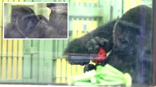 Mother gorilla, Genki, unusually engrossed in a red strawberry Kong. Date taken: 2024.4.23