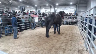 2023 Hoover Mule Sale January