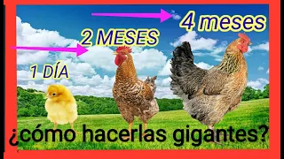 COMO HACER CRECER A TUS GALLINAS MÁS  RÁPIDO /desarrollar pollos mas grandes