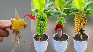 The new technique of breeding bananas to produce fruit quickly is really useful
