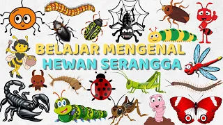 Belajar Mengenal Nama-Nama Hewan Serangga Bahasa Indonesia&Bahasa Inggris | Learning Animals Insects