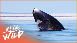 Immortals Of The Arctic: The Bowhead Whale | Real Wild  Channel