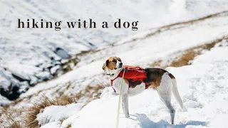 5 Tips for Hiking with a Dog