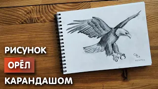 Как нарисовать орла карандашом | Рисунок для начинающих поэтапно