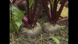 Вирощування столового буряка від посіву насіння до збирання врожаю