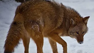 Difference Between coyotes, wolves, and coywolves...