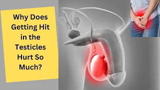 Why Does Getting Hit in the Testicles Hurt So Much? - Red Line Info