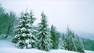 Snow Falling Down on Forest Trees -Relaxing Nature Sounds for Calm, Peace, Meditation, Stress Relief