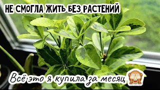 Обзор растений в загородной квартире. Новые сансевиерии и орхидеи