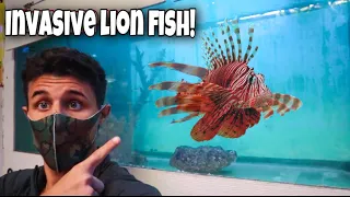 Buying A *GIANT* LION FISH For My AQUARIUM!!