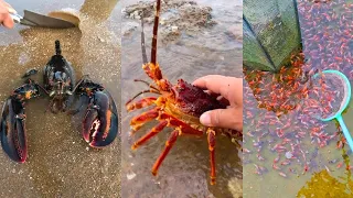 Fishing Videos - Catching Seafood Include Fish, Crab, Octopus #113 - Tik Tok