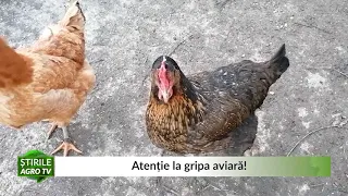 Atenție la gripa aviară 08 02 2021