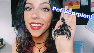 My Opinion on Asian Forest Scorpions