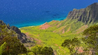 Kawika Winter   Hawaiian Forests