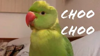 Talking parrot says the cutest things “so adorable”