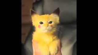 Mi Gato Pikachu