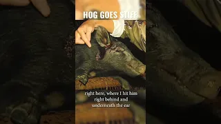 Hog Shot in the Head and Goes STIFF AS A BOARD