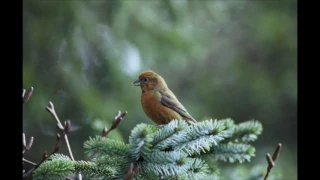 Canto degli uccelli della foresta, suoni rilassanti della natura. Binaural recording ASMR.