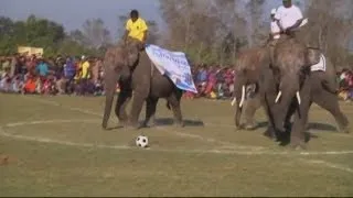 Elephants play a football match in Nepal