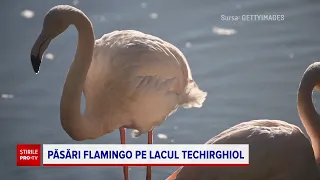 Păsări flamingo la Constanța: ”Mi se par super fascinanți”
