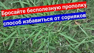 4 самых злостных злаковых сорняка на участке. Проверьте, у вас они есть?