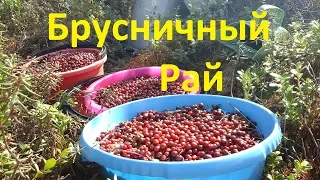 Собираю бруснику и белые грибы.