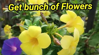 Allamanda not Blooming, This tips Will Bring Flowers on Almanda