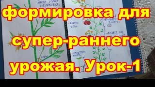 Урок -1.Для супер-раннего урожая в теплицах,надо формировать растения:томаты,баклажаны,перцы,огурцы.