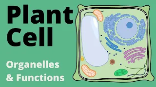 Structure and Function of the PLANT CELL explained (Organelles)